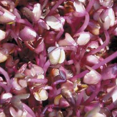graines à germer de chou rouge